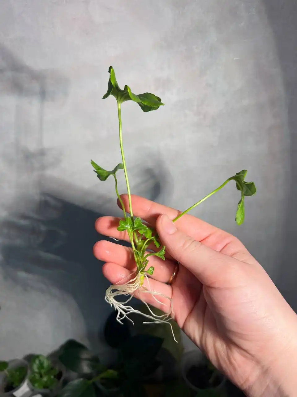 Пеларгония (Герань) звездочная сорт Richard Hodgson с корешками - Растения (Хобби и отдых) в Барнаул