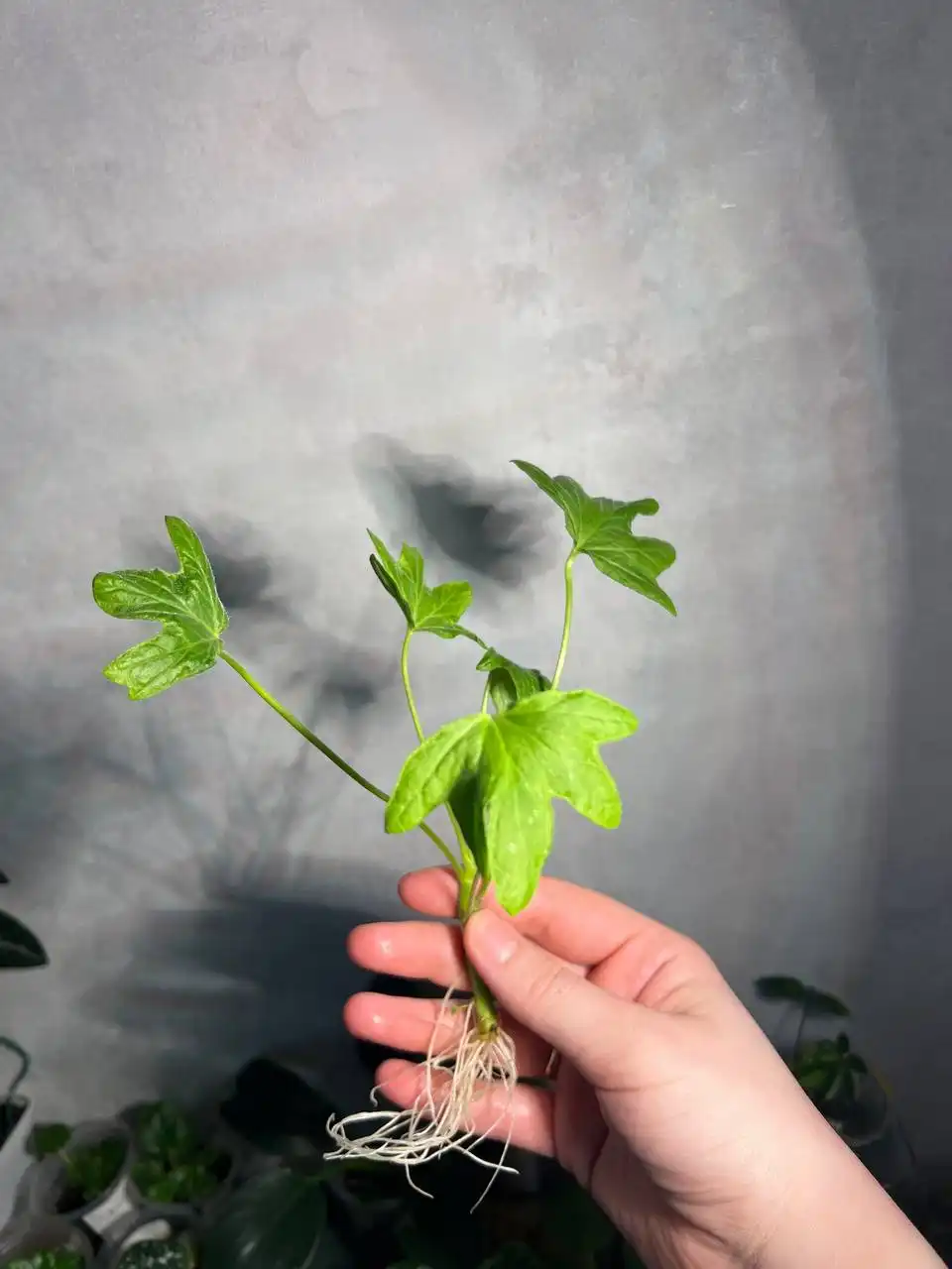 Пеларгония (Герань) звездочная сорт Richard Hodgson с корешками - Растения (Хобби и отдых) в Барнаул