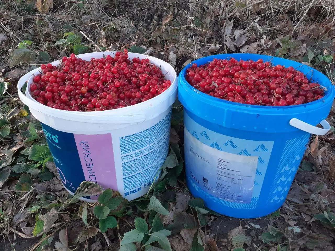 Продажа калины в Барнауле - Барахолка в Барнаул