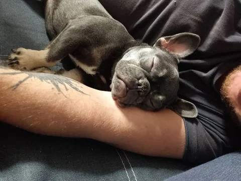 Продам собаку не дорого - Животные в Барнаул