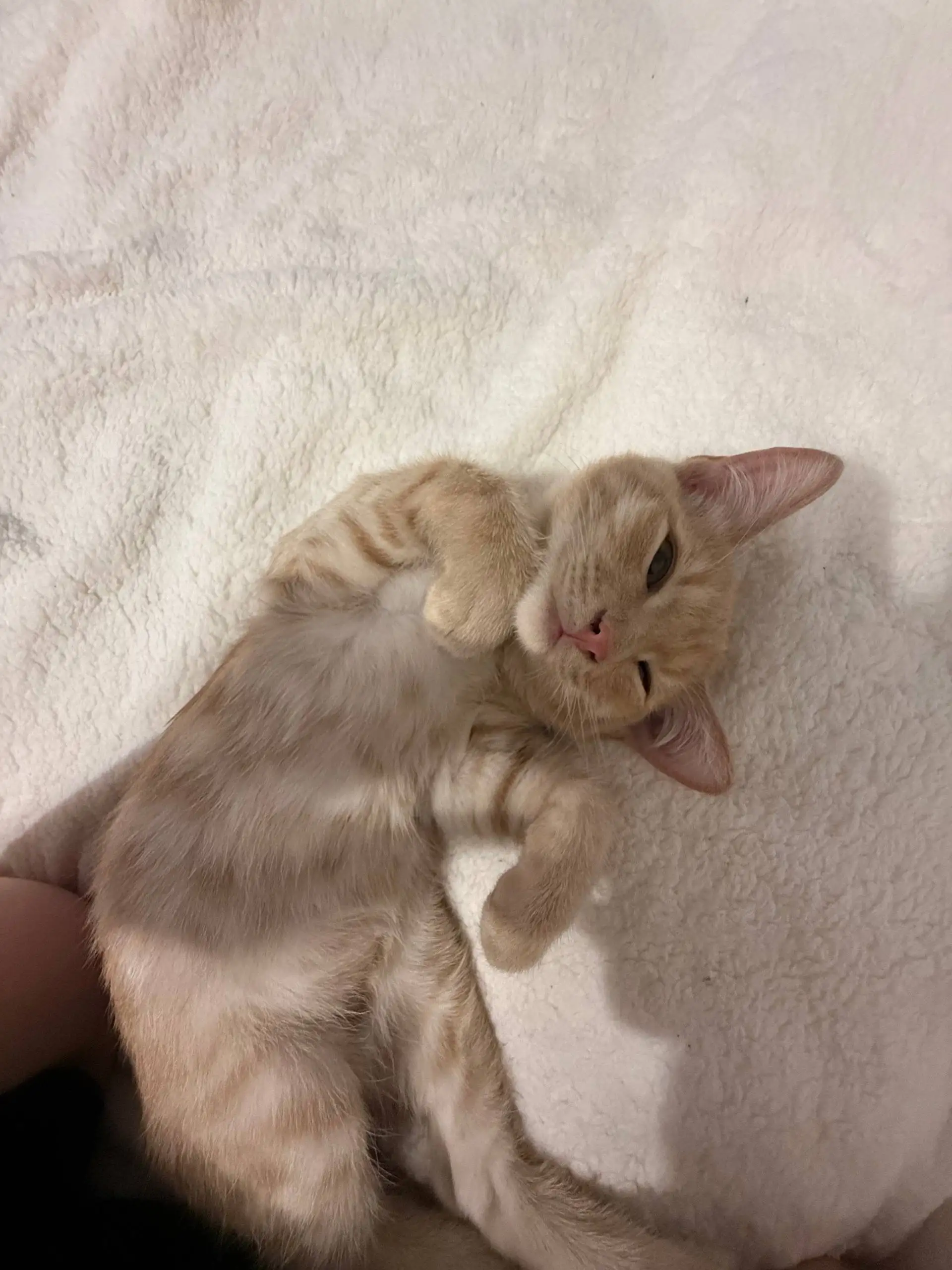 Отдам котенка в добрые руки - Животные (Барахолка) в Барнаул