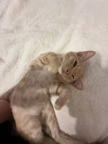 Отдам котенка в добрые руки - Барахолка в Барнаул