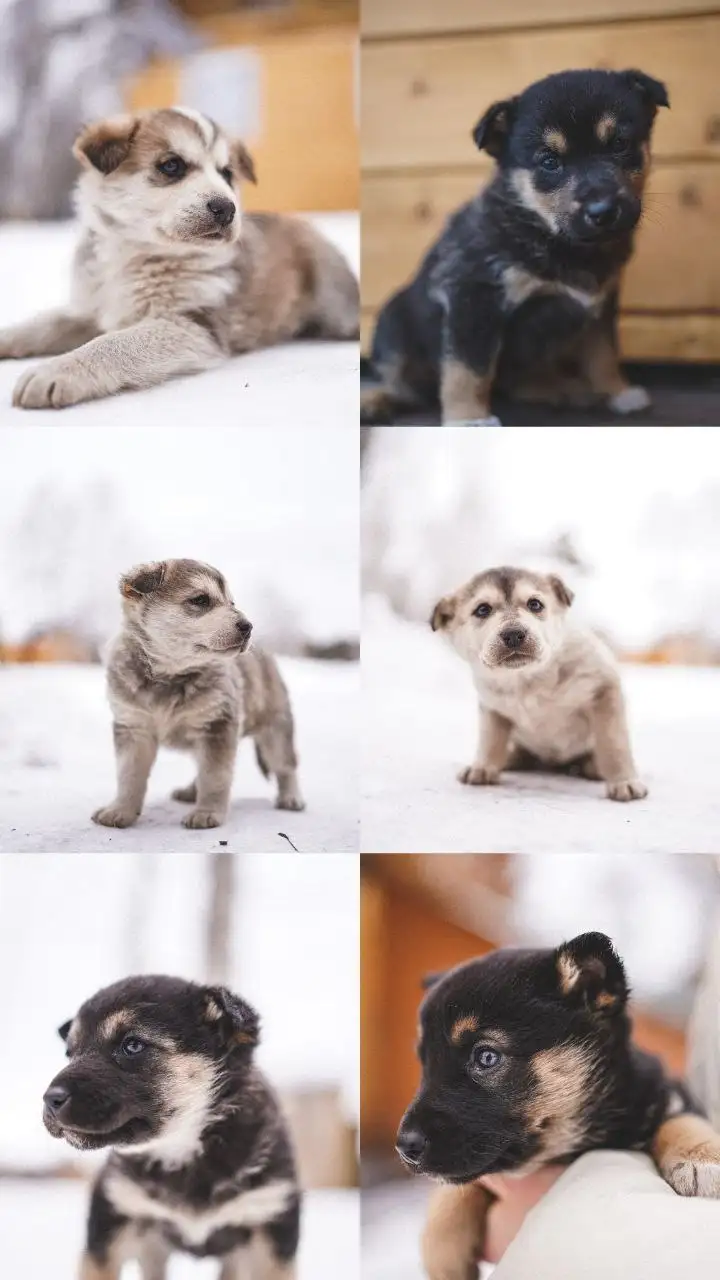 Котята ищут дом - Кошки (Животные) в Барнаул