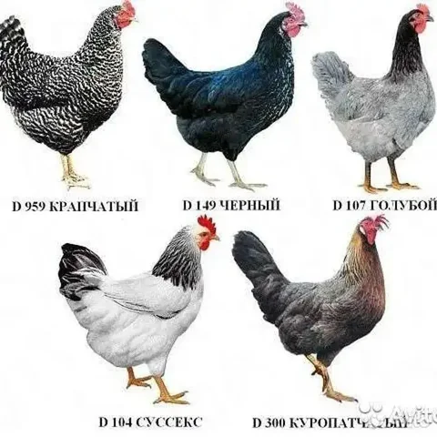 Продажа молодых кур ДОМИНАНТ - частное объявление в Барнаул