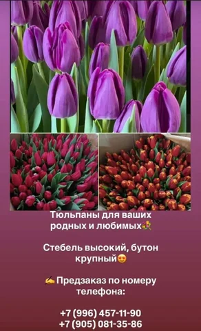 Шикарные тюльпаны для любимых - Растения/Цветы в Барнаул