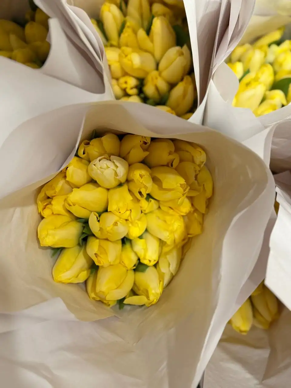 Тюльпаны к 8 марта - Цветы (Барахолка) в Барнаул