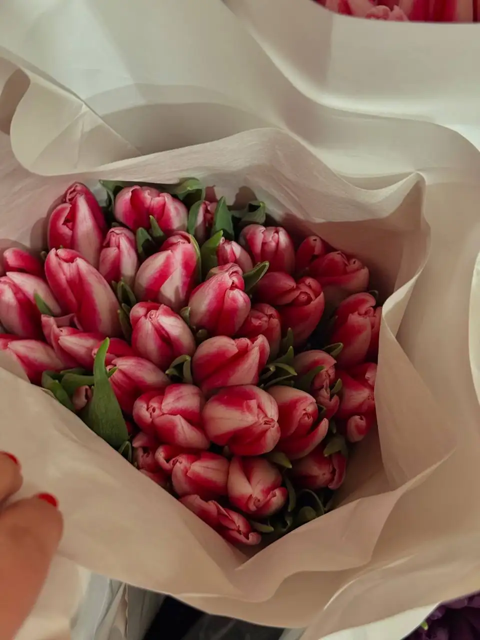 Крупные и высокие тюльпаны к 8 марта - Цветы (Барахолка) в Барнаул