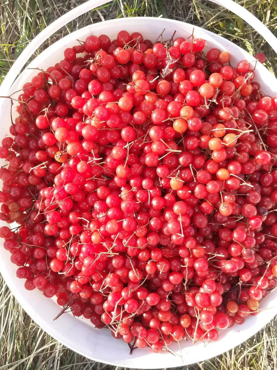 Продам калину одно ведро - Продукты питания (Барахолка) в Барнаул