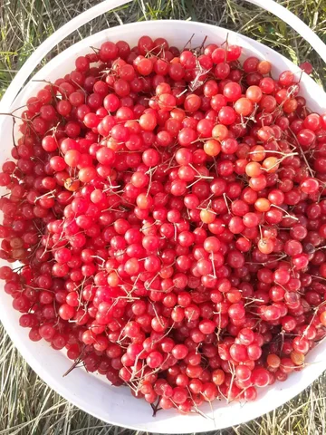 Продам калину одно ведро - Светильники и освещение в Барнаул