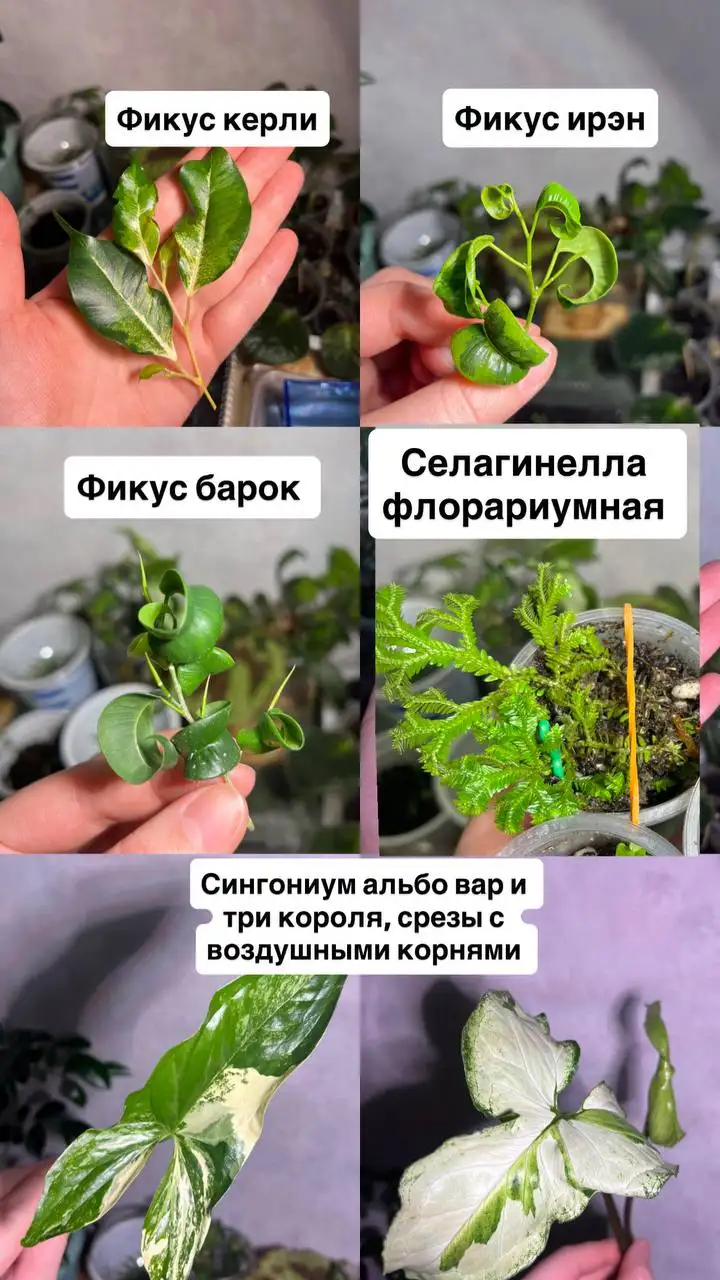 Продажа различных растений - Растения (Хобби и отдых) в Барнаул