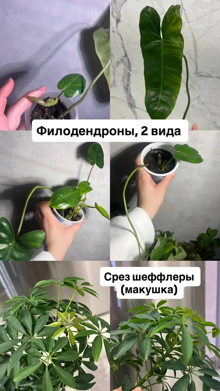 Продажа различных растений - Растения (Хобби и отдых) в Барнаул