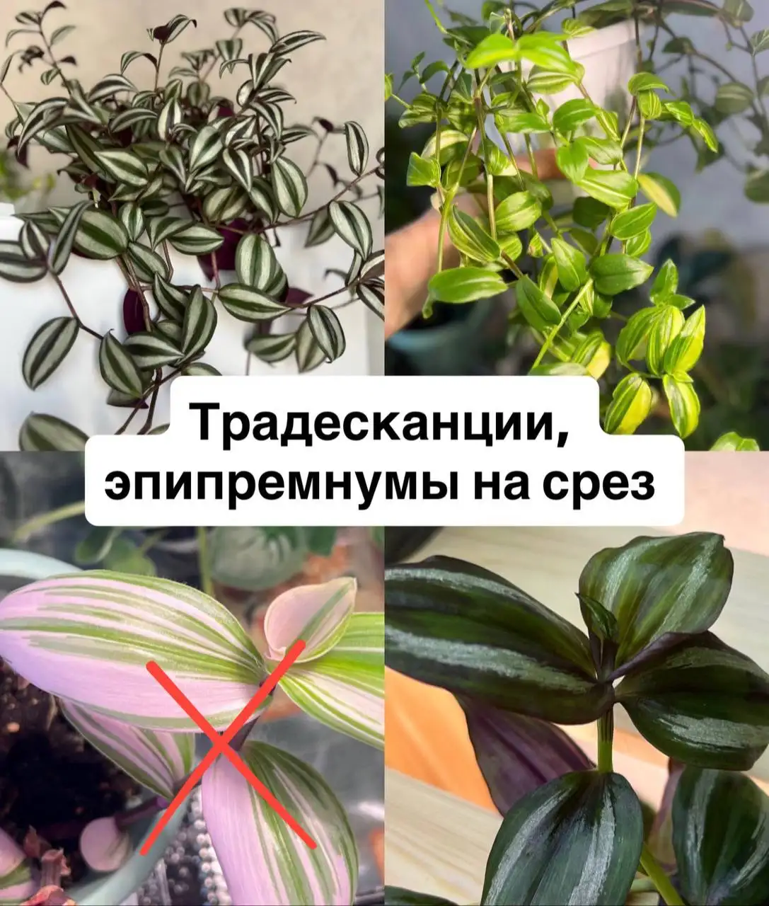 Продажа различных растений - Растения (Хобби и отдых) в Барнаул