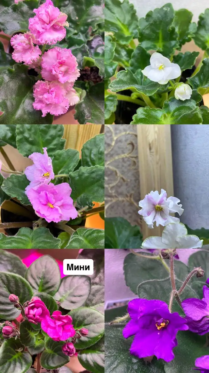 Продажа различных растений - Растения (Хобби и отдых) в Барнаул