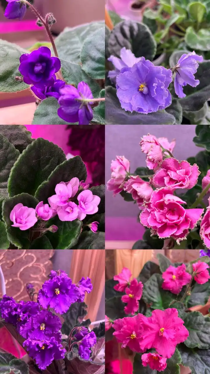 Продажа различных растений - Растения (Хобби и отдых) в Барнаул