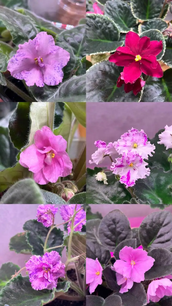 Продажа различных растений - Растения (Хобби и отдых) в Барнаул