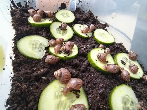 Отдам улиток ахатин - Аксессуары для животных в Барнаул