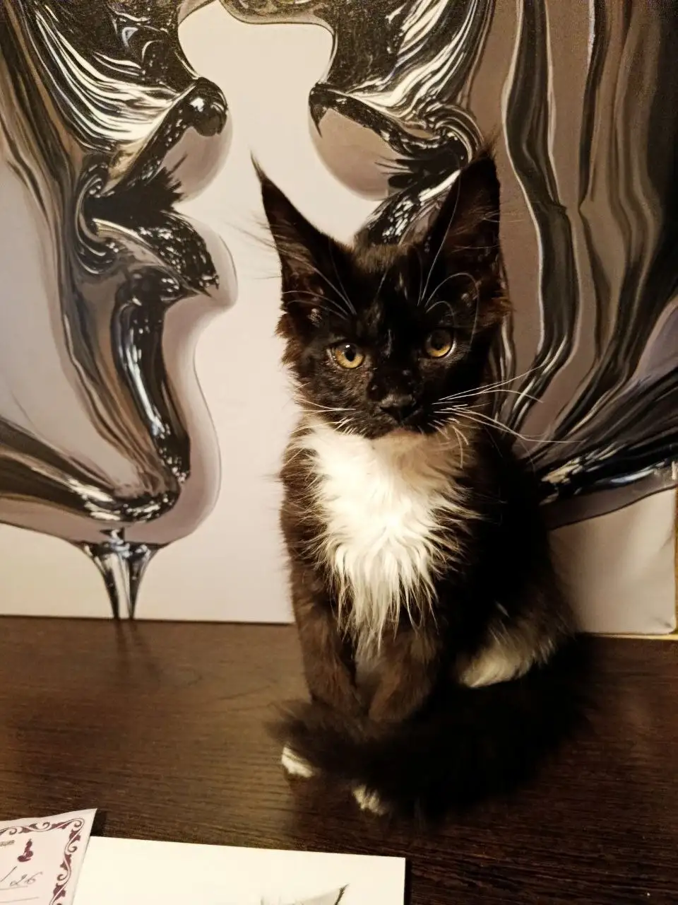 Котёнок мейн-кун ищет дом - Кошки (Животные) в Барнаул