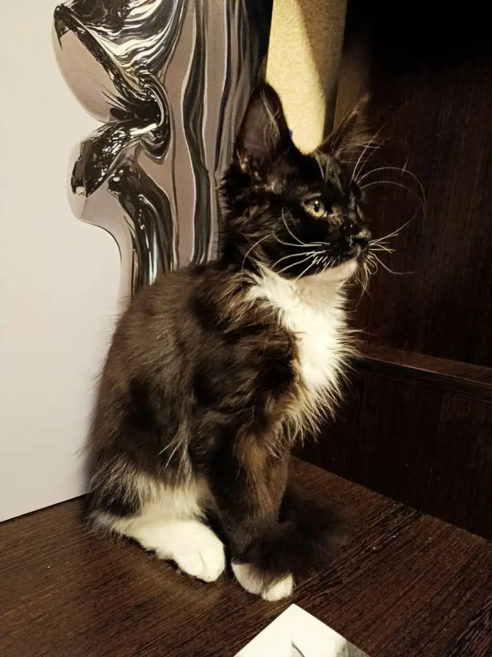 Котёнок мейн-кун ищет дом - Кошки (Животные) в Барнаул