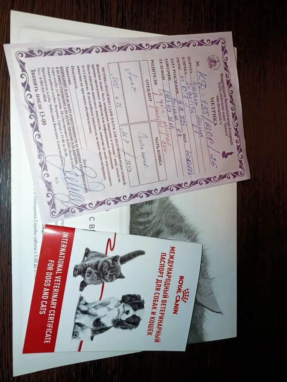 Котёнок мейн-кун ищет дом - Кошки (Животные) в Барнаул