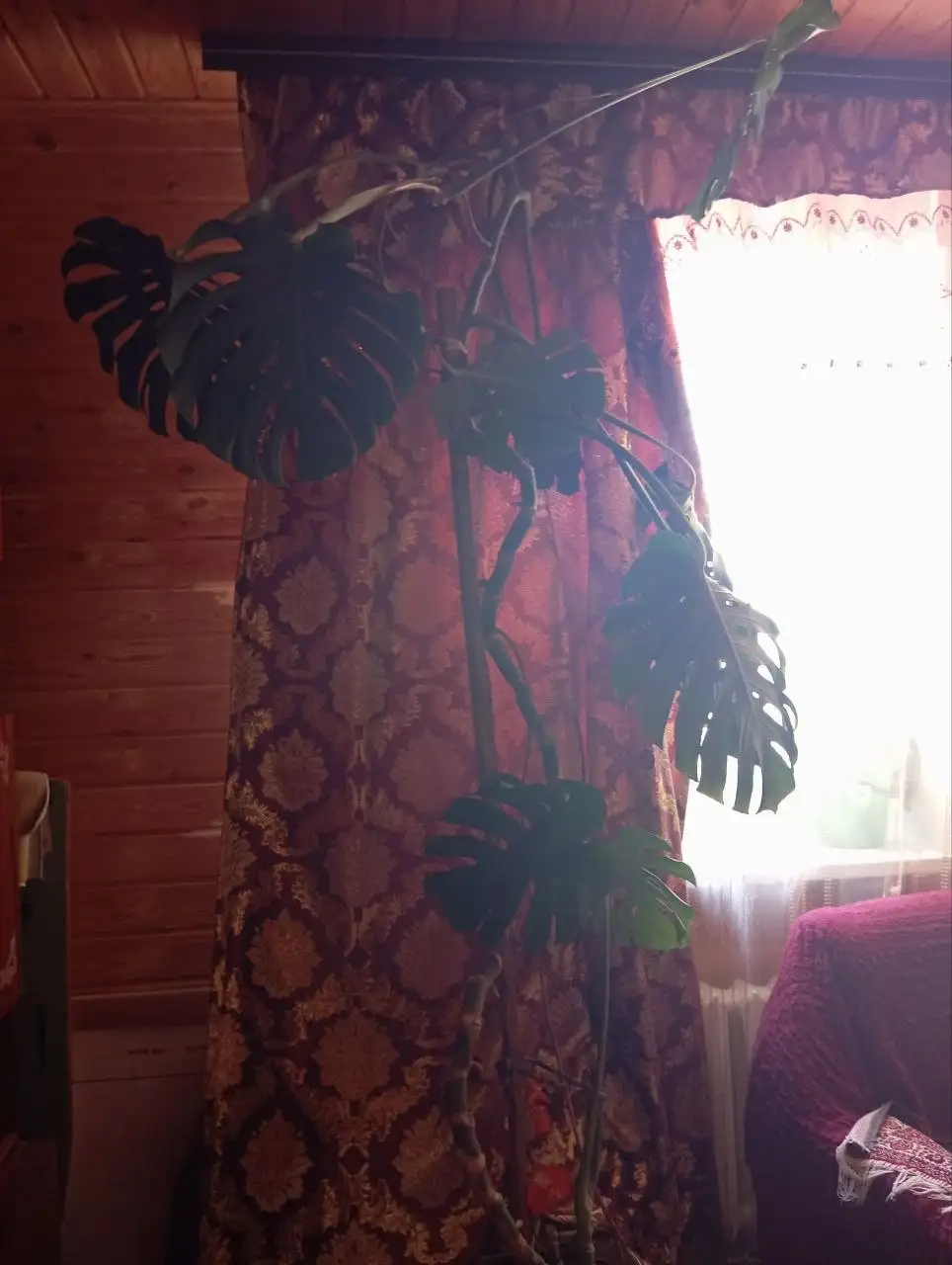 Продажа цветка Монстеры высотой 3 метра - Растения (Барахолка) в Барнаул