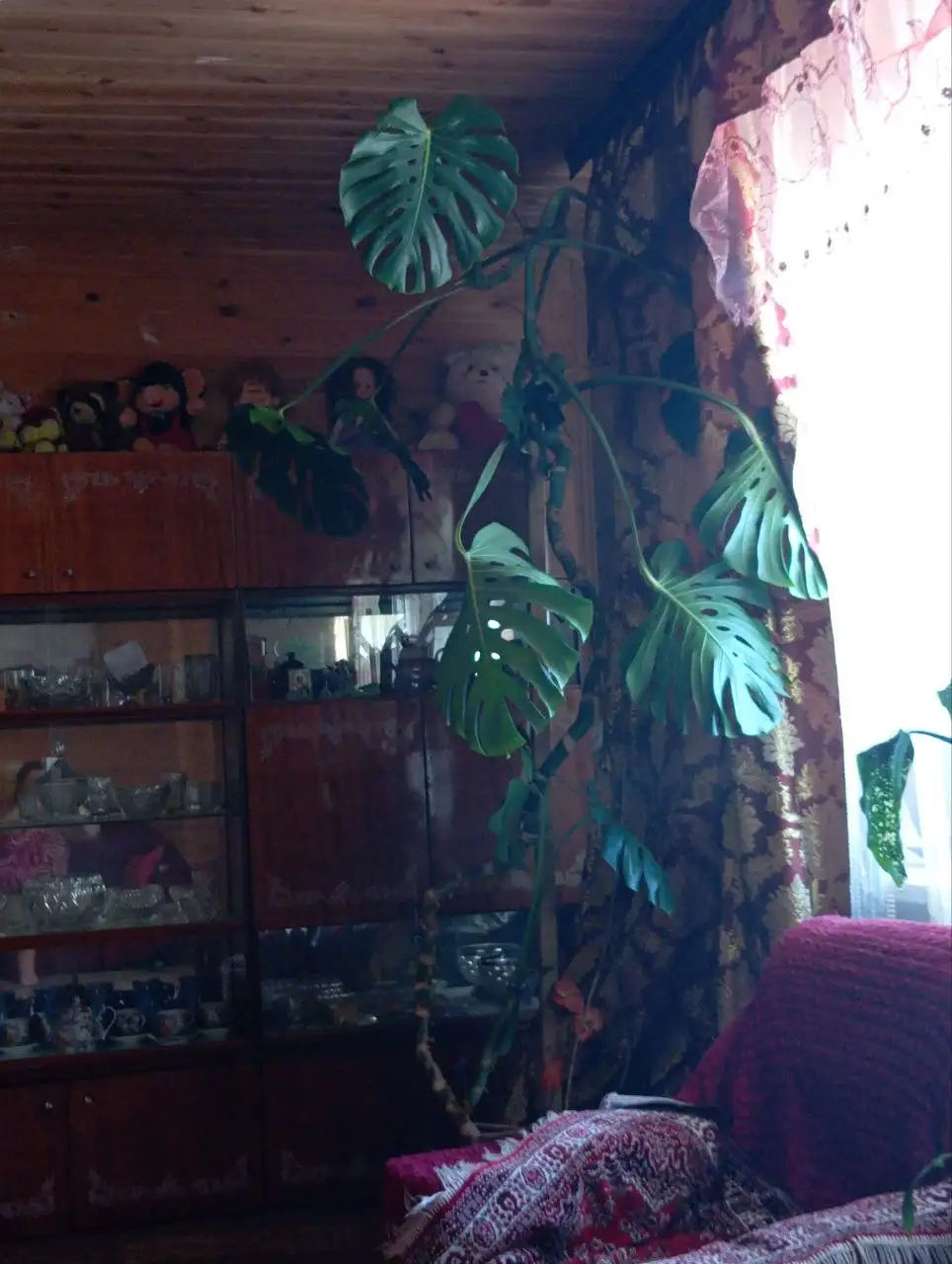 Продажа цветка Монстеры высотой 3 метра - Растения (Барахолка) в Барнаул