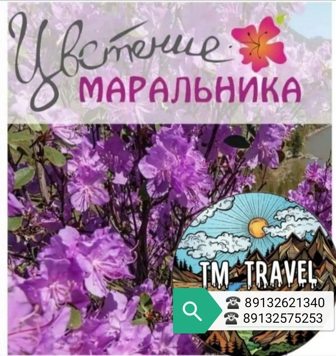 Тур на фестиваль Цветение Маральника на Бирюзовой Катуни - Туризм (Хобби и отдых) в Барнаул