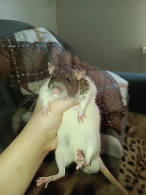 Отдам крыс с клеткой и аксессуарами - Экзотические животные в Барнаул