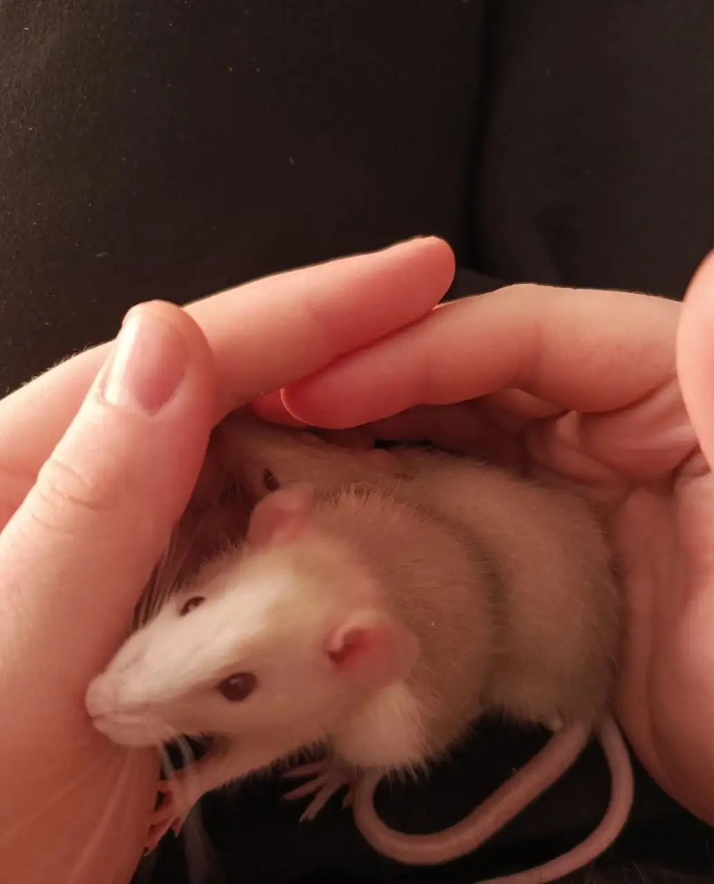 Отдам крыс с клеткой и аксессуарами - Грызуны (Животные) в Барнаул