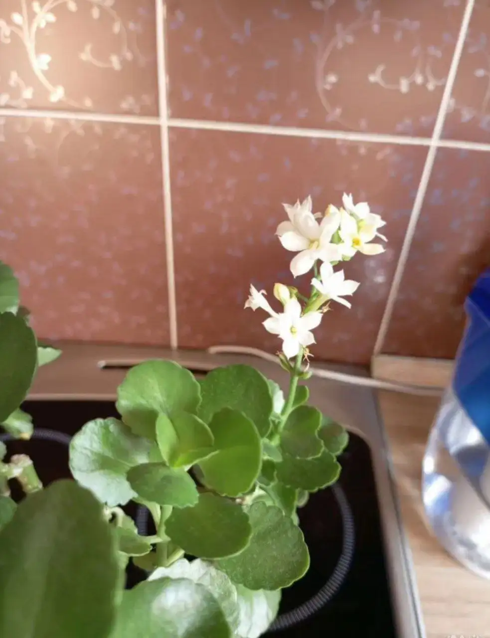 Каланхоэ - Барахолка в Барнаул