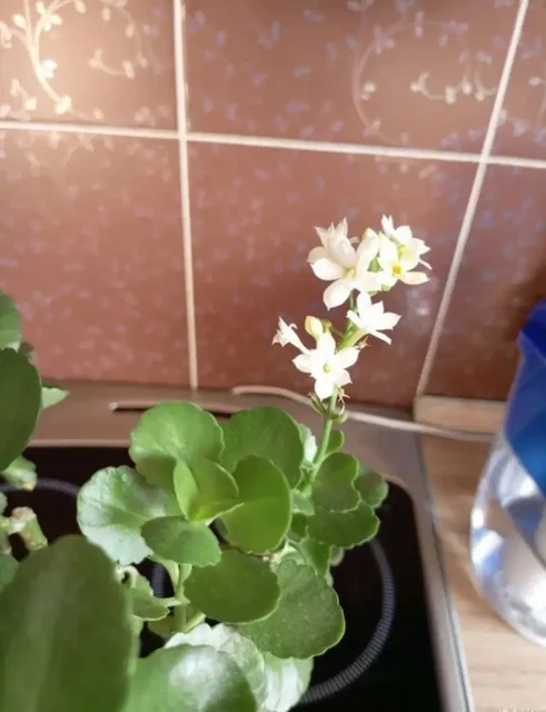 Каланхоэ - Ортопедические изделия в Барнаул