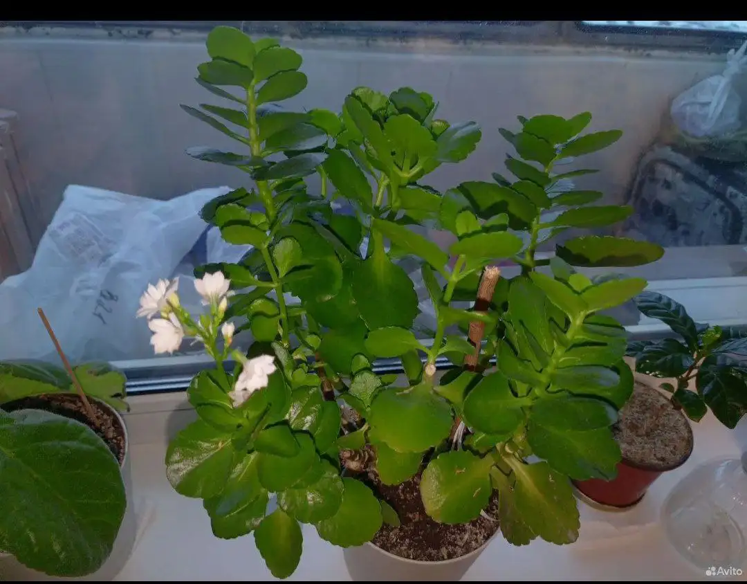 Каланхоэ - Барахолка в Барнаул