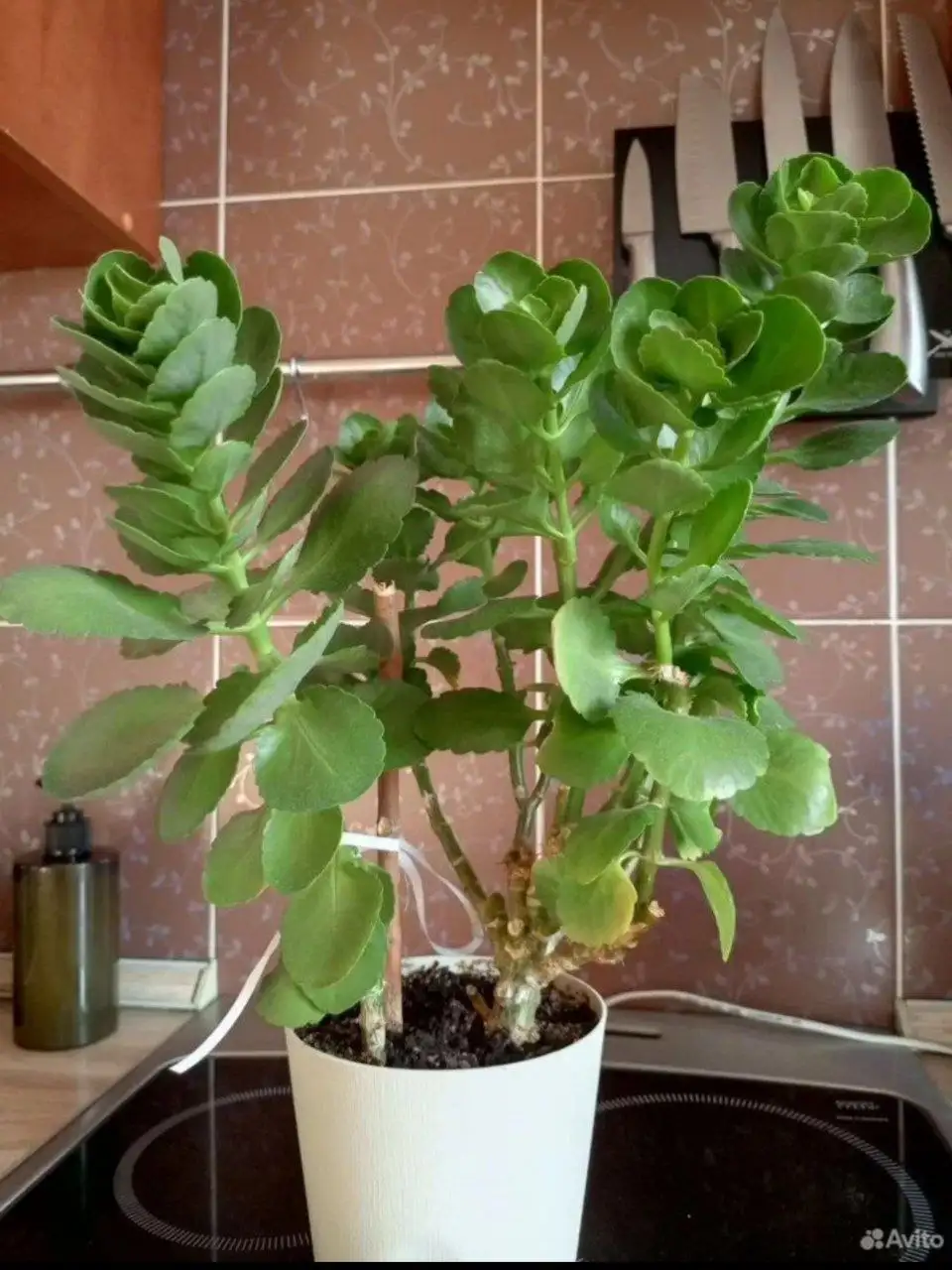 Каланхоэ - Барахолка в Барнаул