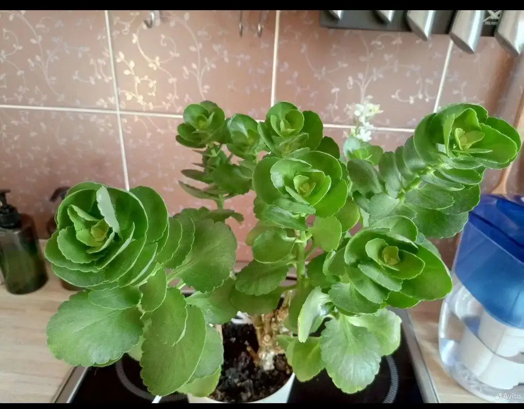Каланхоэ - Барахолка в Барнаул