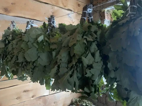 Дубовые веники в наличии - Техника для кухни в Барнаул