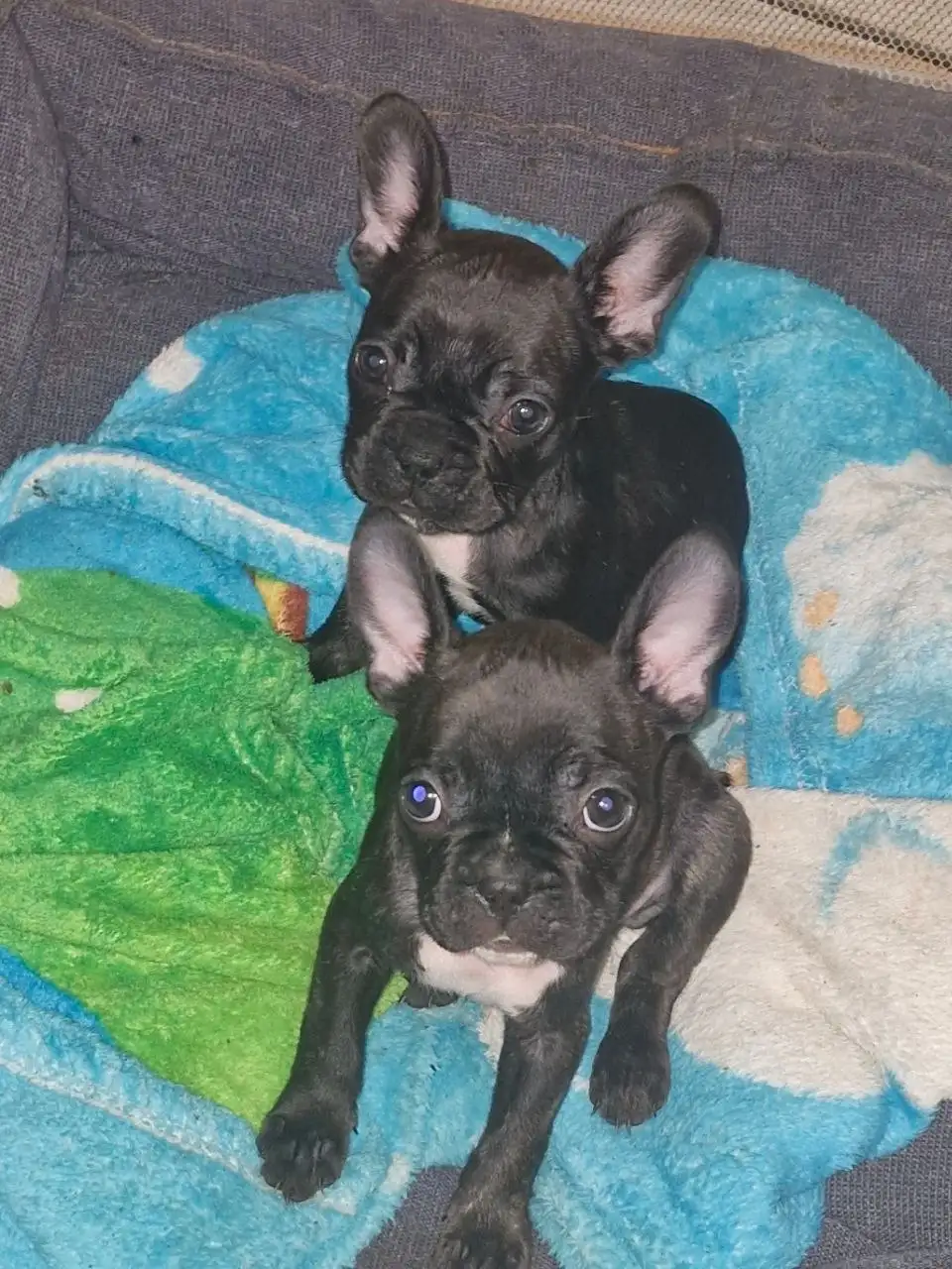 Щенки французского бульдога в Барнауле - Собаки (Животные) в Барнаул