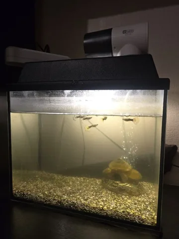 Аквариум с рыбками полный комплект - Птица в Барнаул