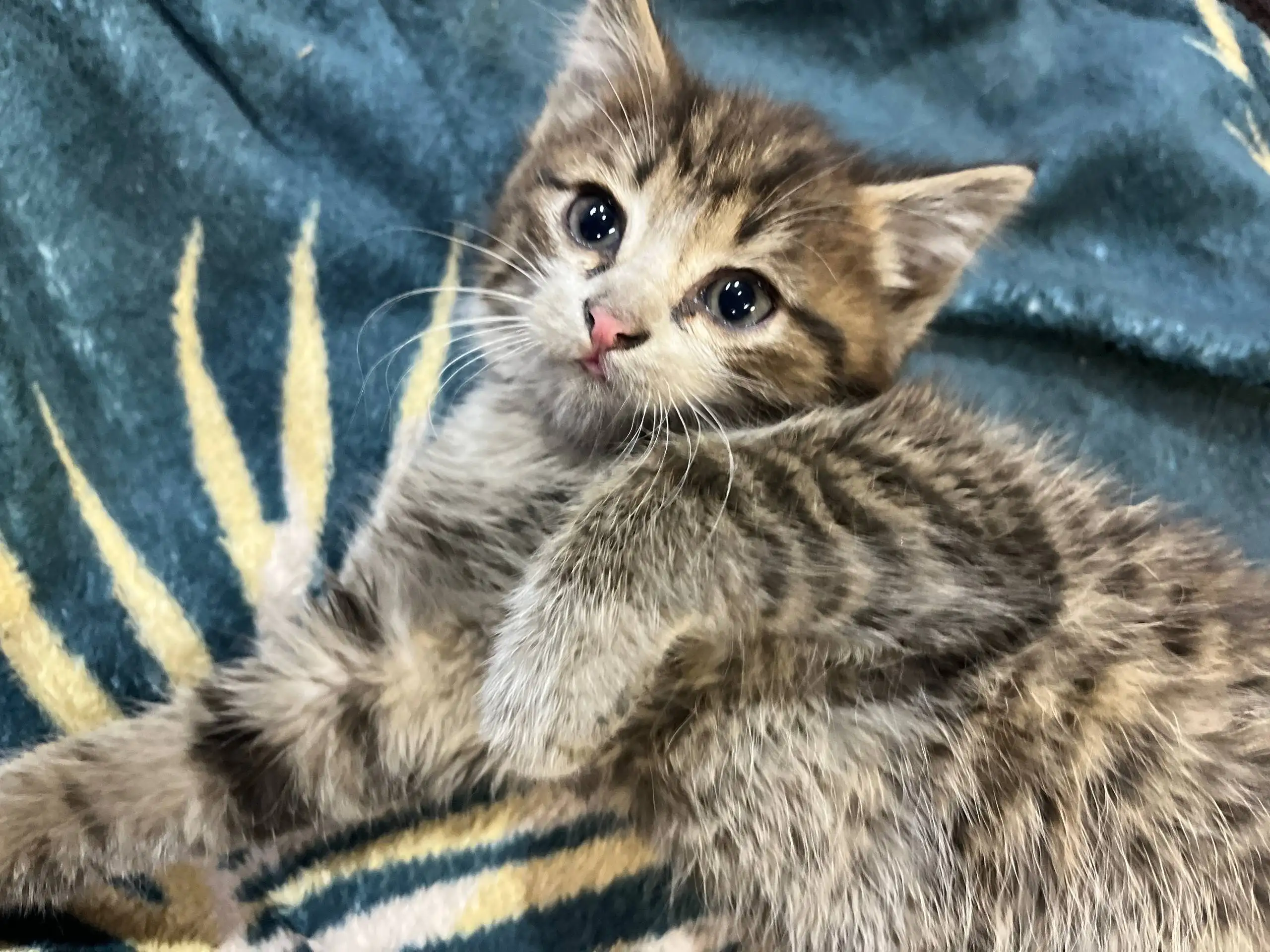 Котенок ищет дом и добрые руки - Кошки (Животные) в Барнаул