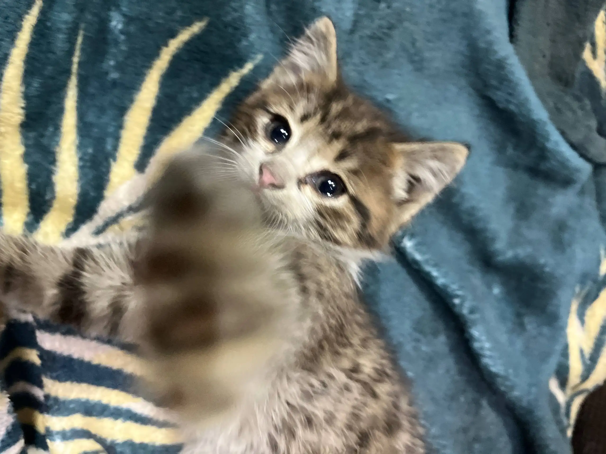 Котенок ищет дом и добрые руки - Кошки (Животные) в Барнаул