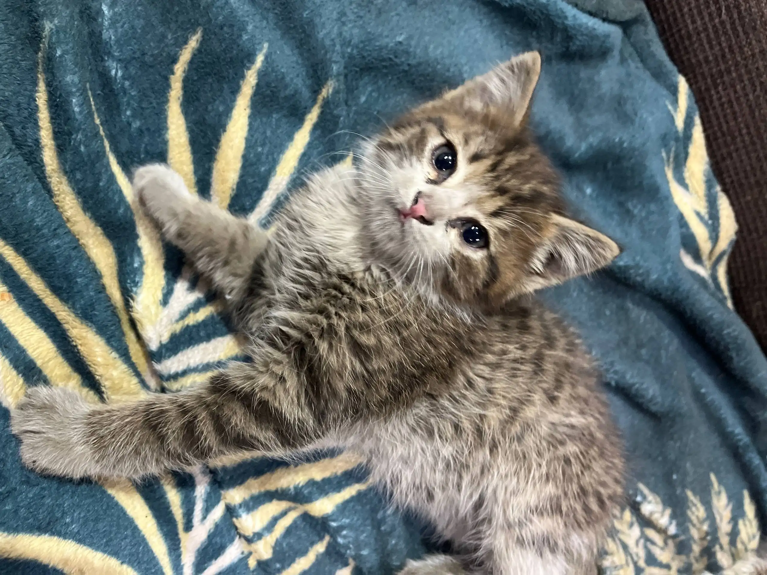 Котенок ищет дом и добрые руки - Кошки (Животные) в Барнаул