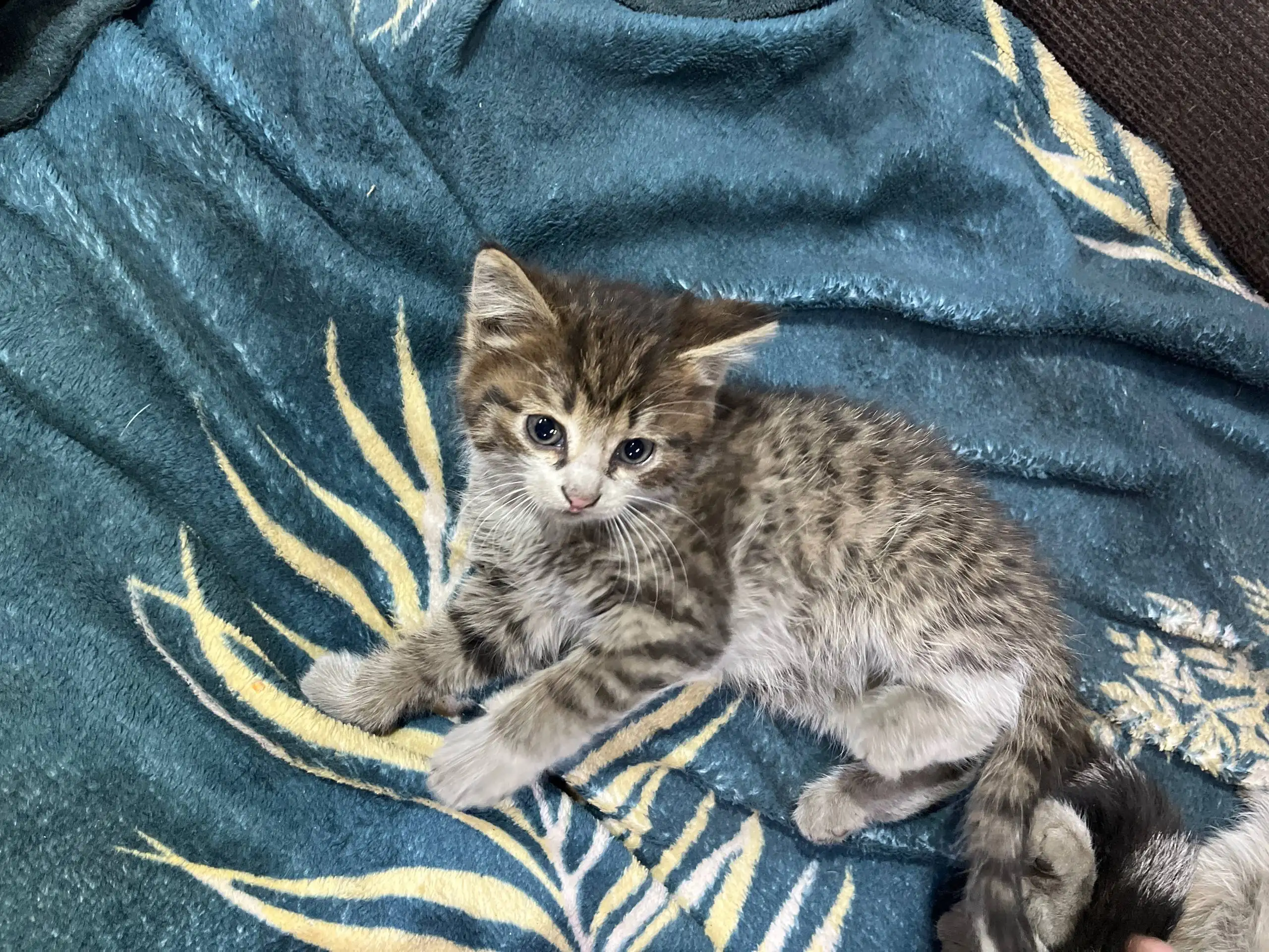 Котенок ищет дом и добрые руки - Кошки (Животные) в Барнаул