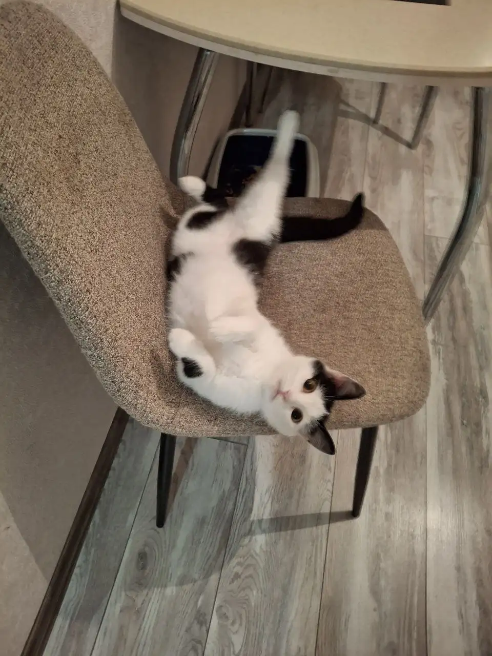 Игривая кошечка Муся в поисках дома - Кошки (Животные) в Барнаул