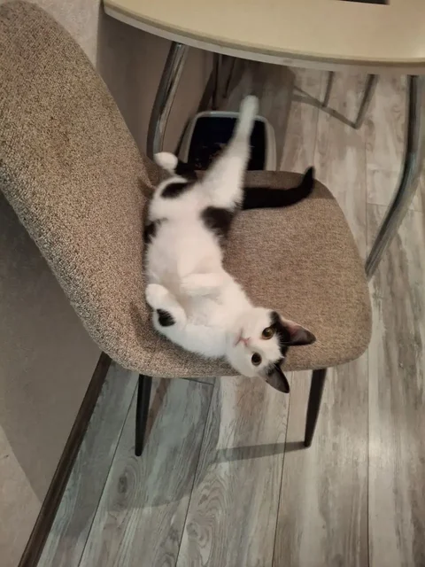 Игривая кошечка Муся в поисках дома - частное объявление в Барнаул