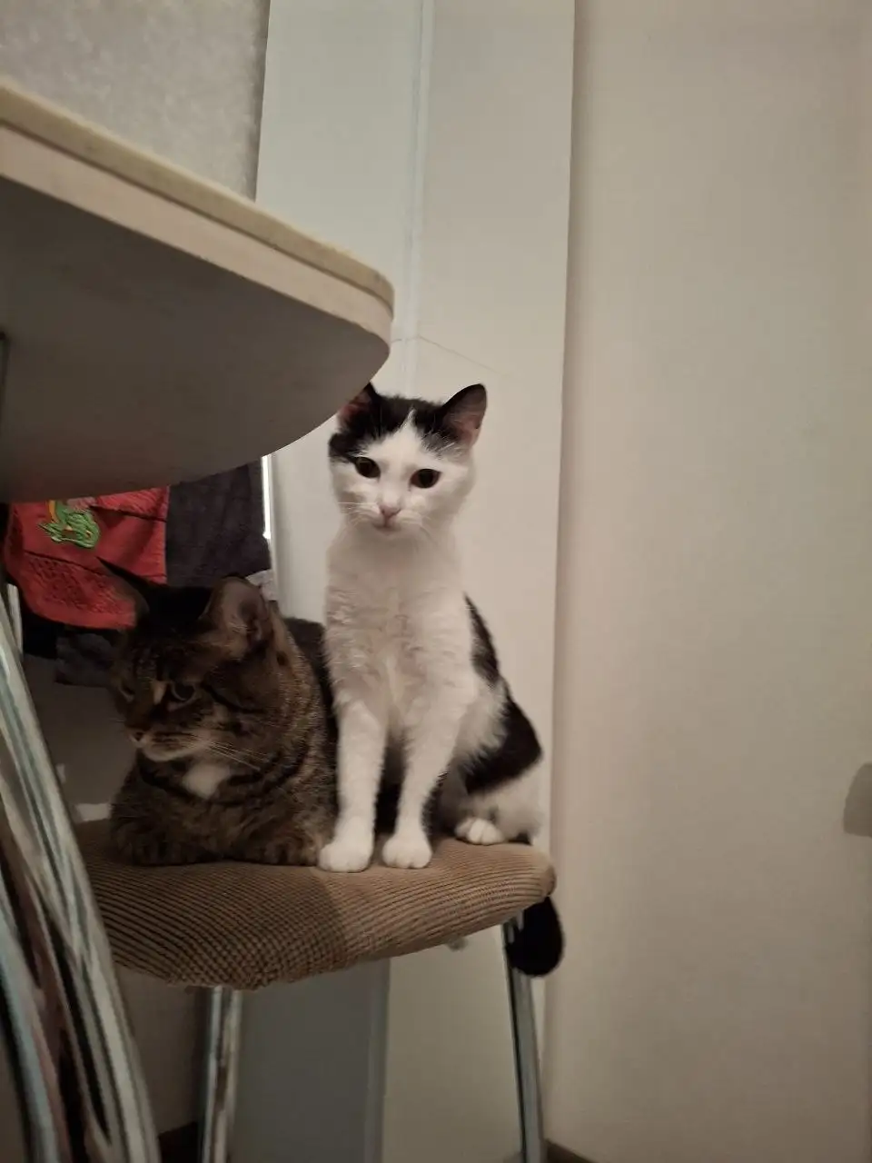 Игривая кошечка Муся в поисках дома - Кошки (Животные) в Барнаул