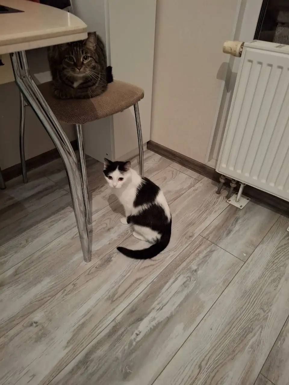 Игривая кошечка Муся в поисках дома - Кошки (Животные) в Барнаул