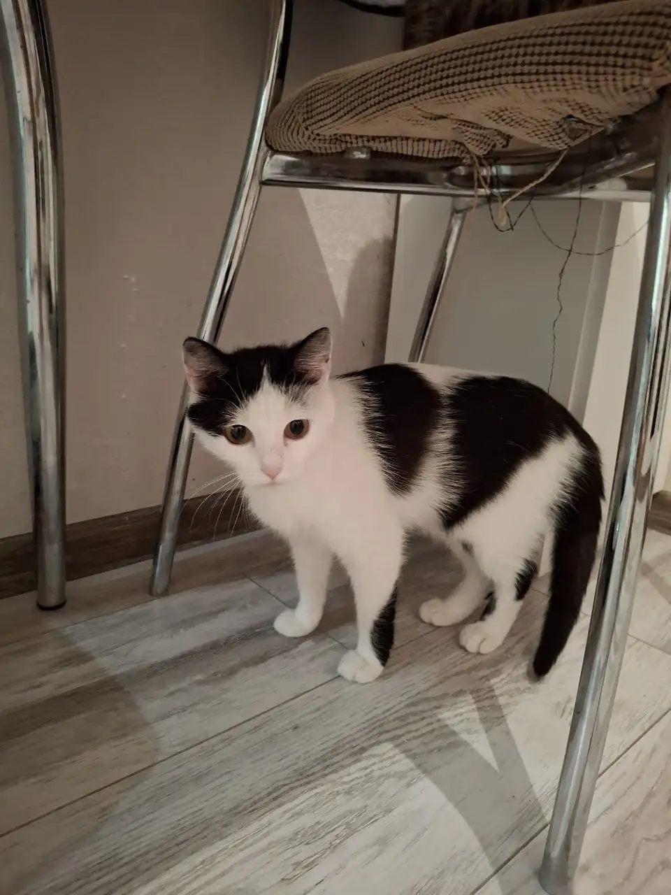 Игривая кошечка Муся в поисках дома - Кошки (Животные) в Барнаул