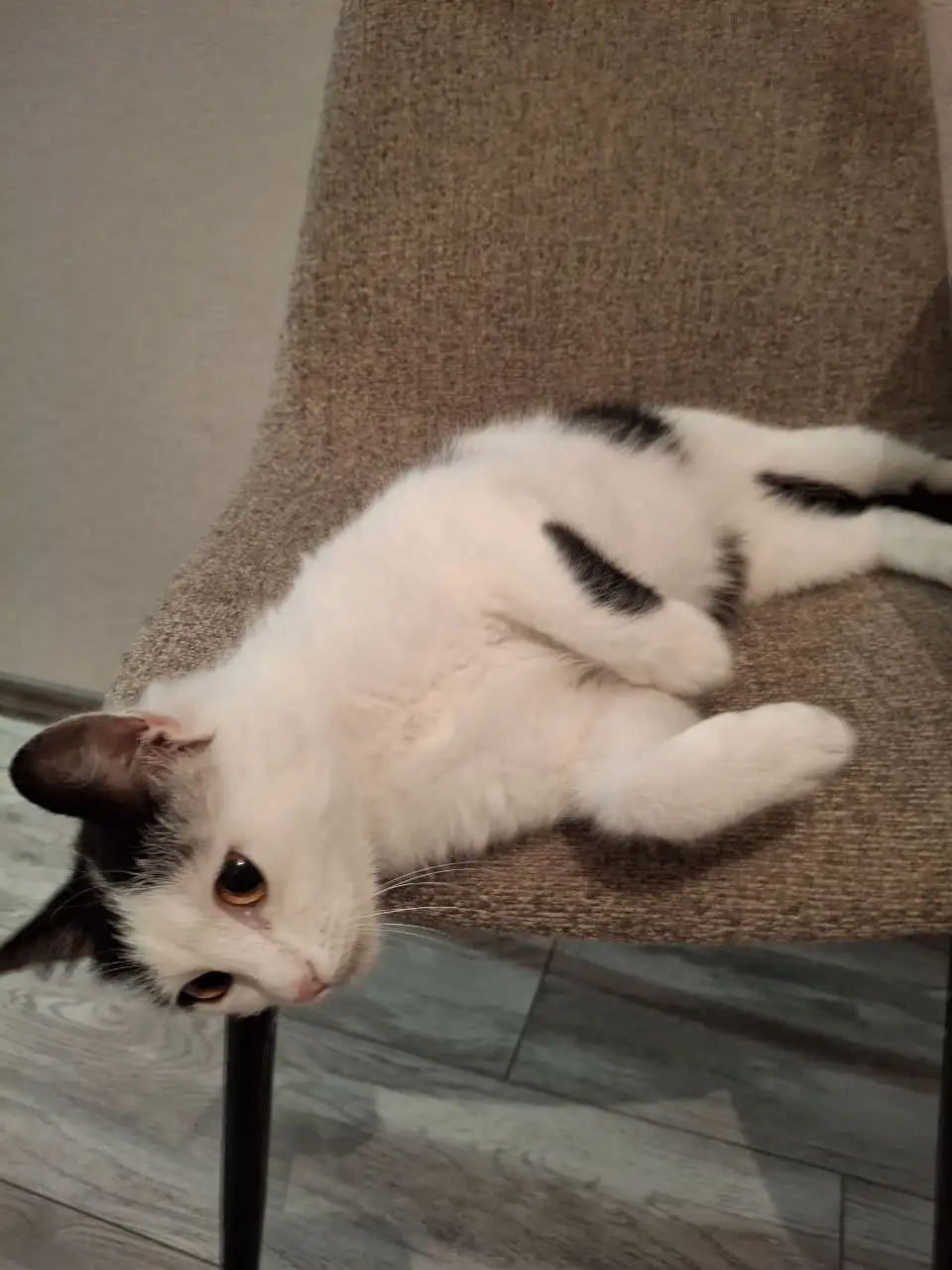 Игривая кошечка Муся в поисках дома - Кошки (Животные) в Барнаул