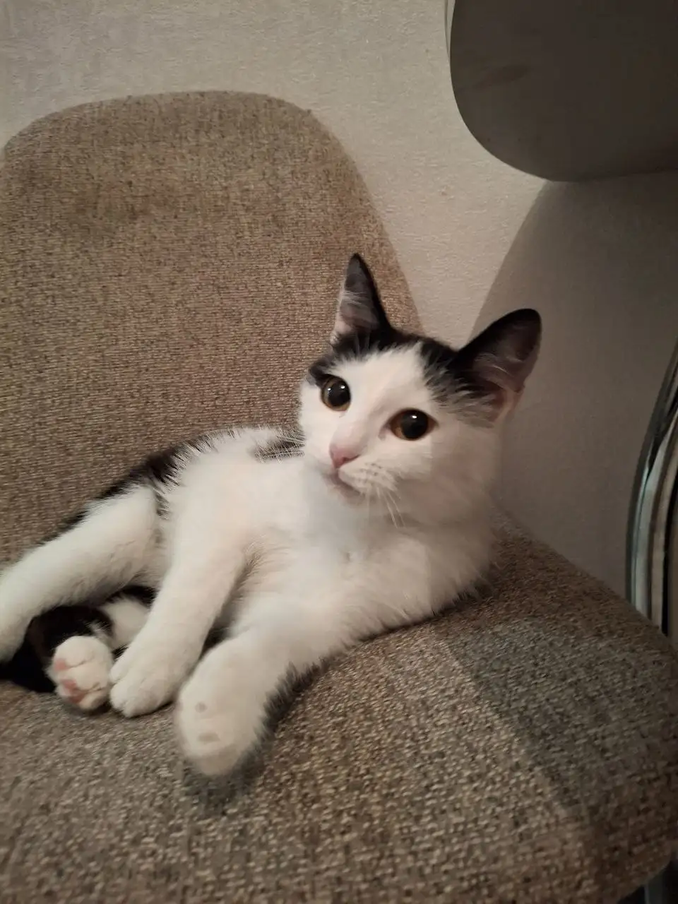 Игривая кошечка Муся в поисках дома - Кошки (Животные) в Барнаул