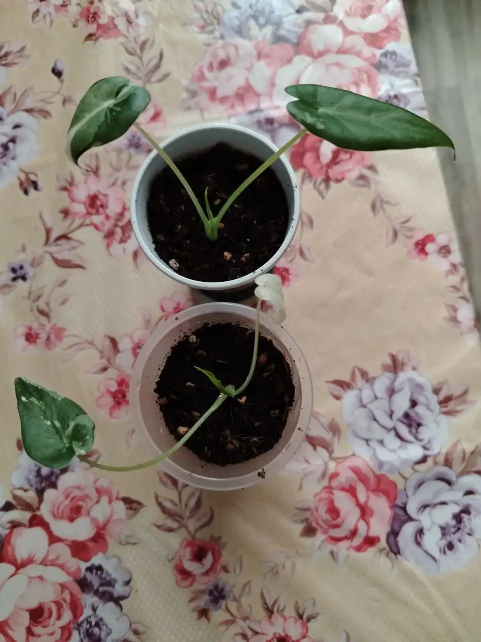 Продажа деток Алоказии Окинава Сильвер вариегатных - Растения (Хобби и отдых) в Барнаул