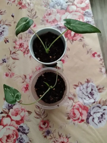 Продажа деток Алоказии Окинава Сильвер вариегатных - Туры в Барнаул