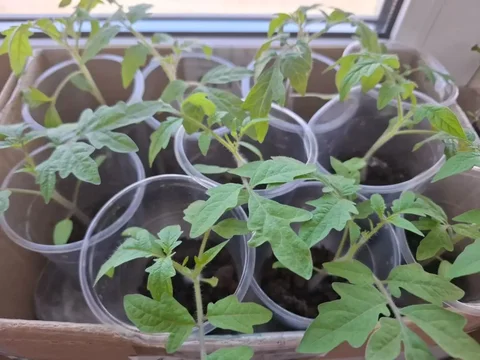 Продам рассаду помидор и баклажан - Рассада в Барнаул